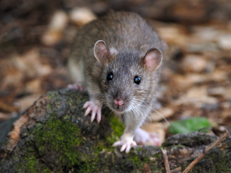 Rattenbekämpfung Wertingen